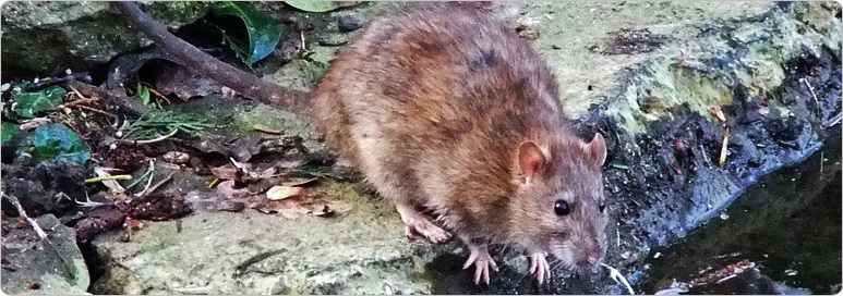 Norway Rat