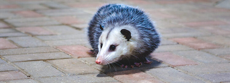  Virginia (Common) Opossum