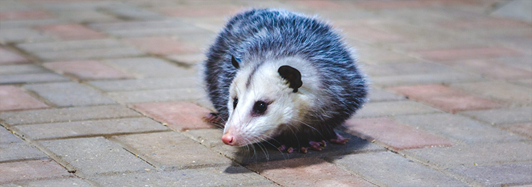Virginia (Common) Opossum