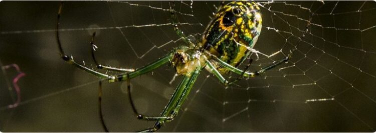  Orchid Orbweaver