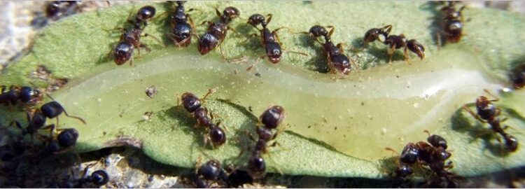  Pavement Ant