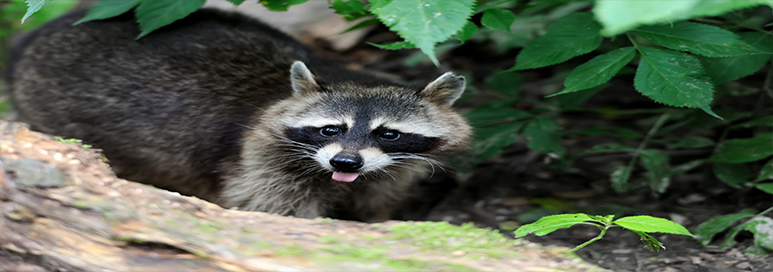 racoon