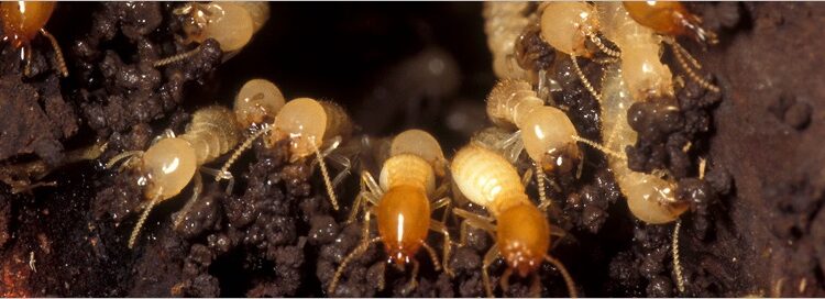  Formosan Termite