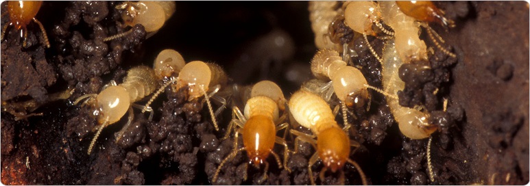 Formosan Termite