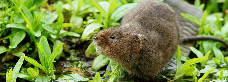  Vole