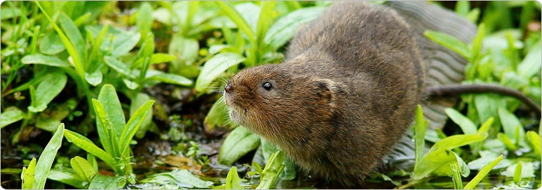 Vole