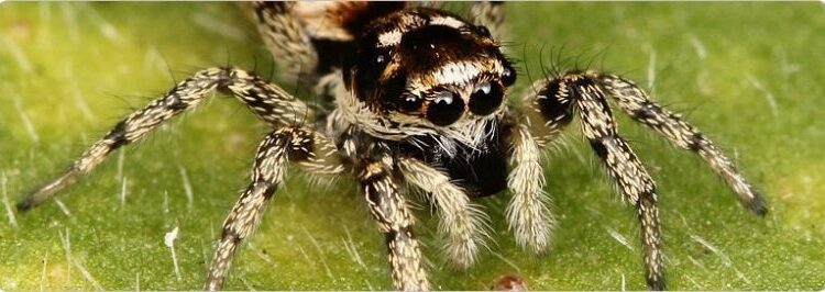  Zebra Jumper