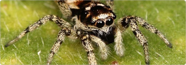 Zebra Jumper