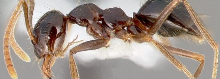  Small Honey Ant