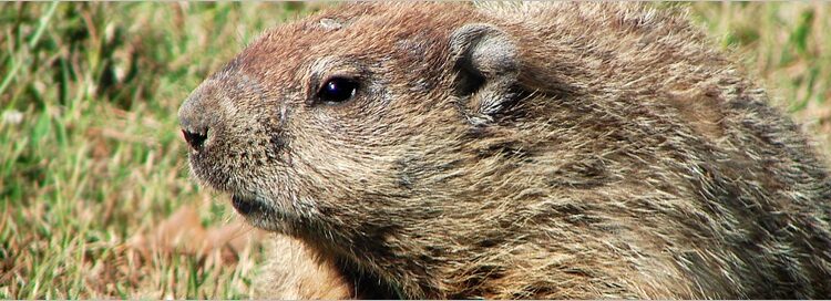  Woodchuck