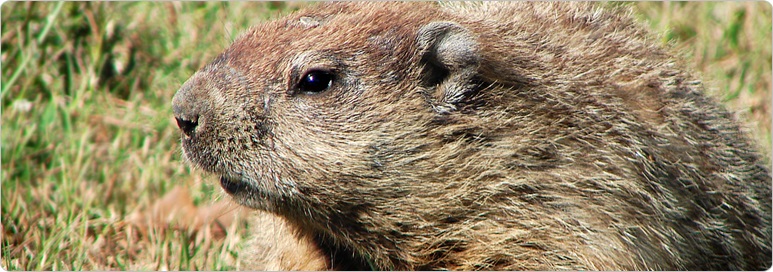 Woodchuck