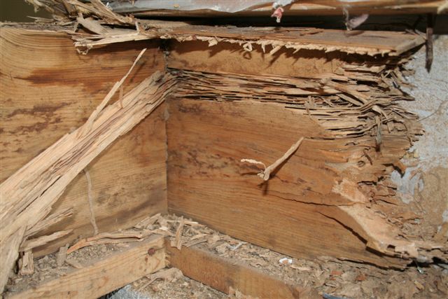 termite-damage-1