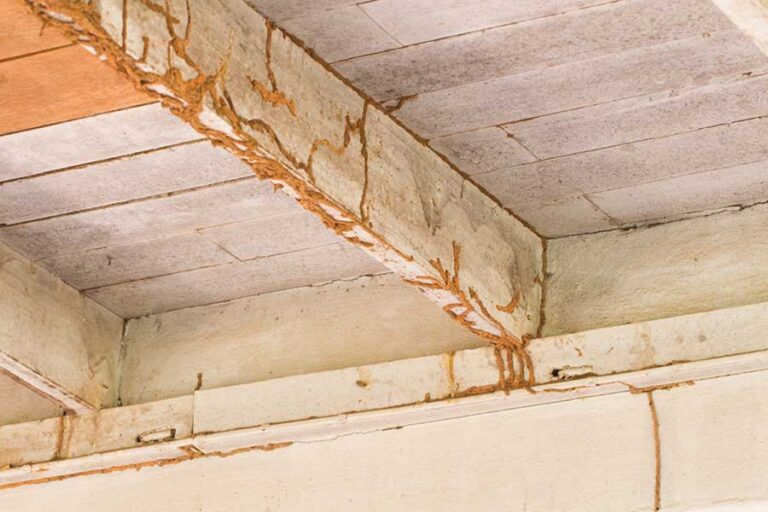 termite-damage-6