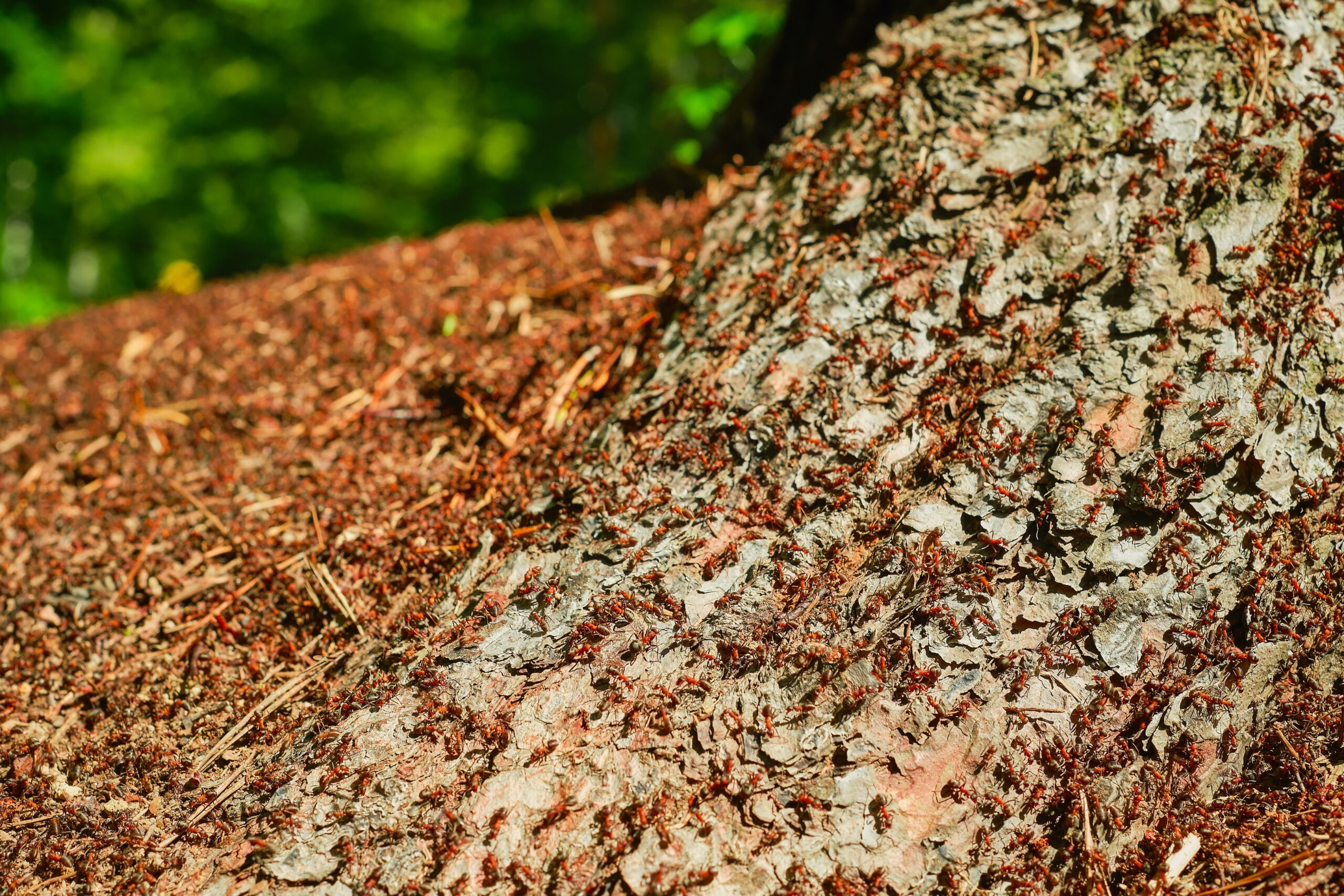 forest-anthill