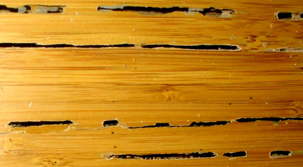 hardwood-floor-termite-damage-600x332