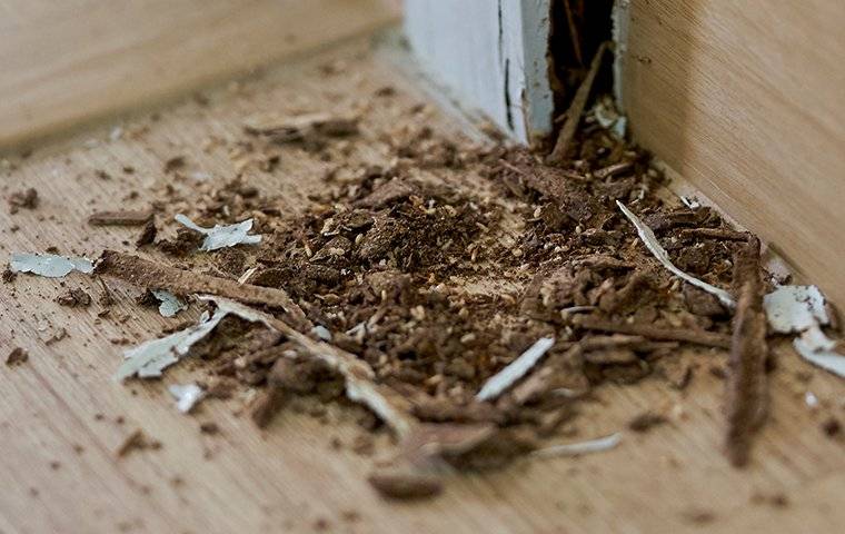 termite-damage-7