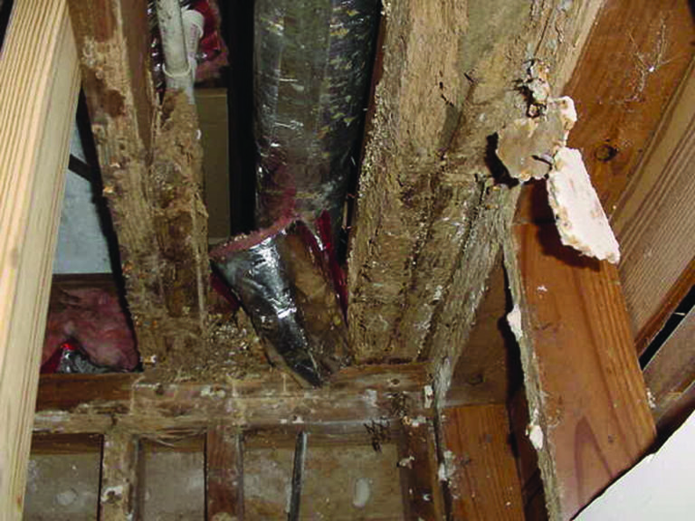 termite-damage-2