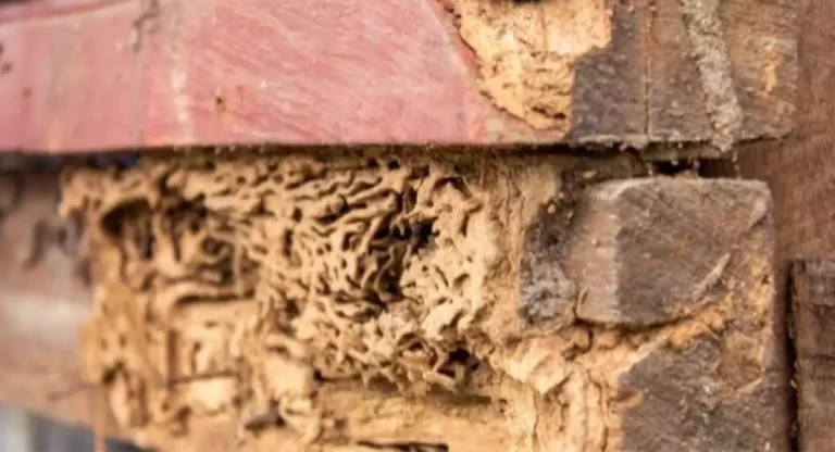 termite-damage-9