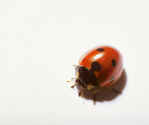 Bid Farewell to Ladybug Invaders: Your Guide to Effective Pest Control 