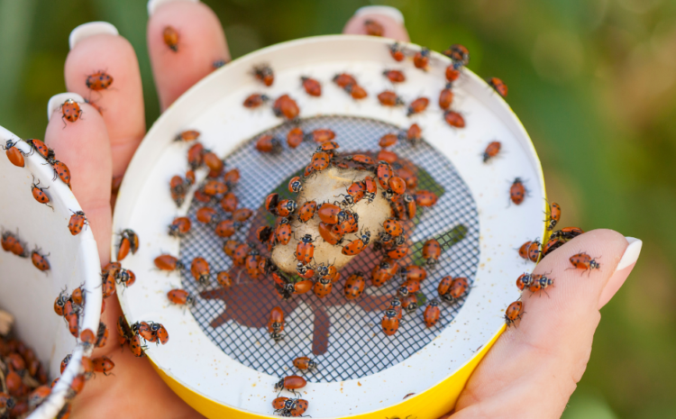  Bid Farewell to Ladybug Invaders: Your Guide to Effective Pest Control 