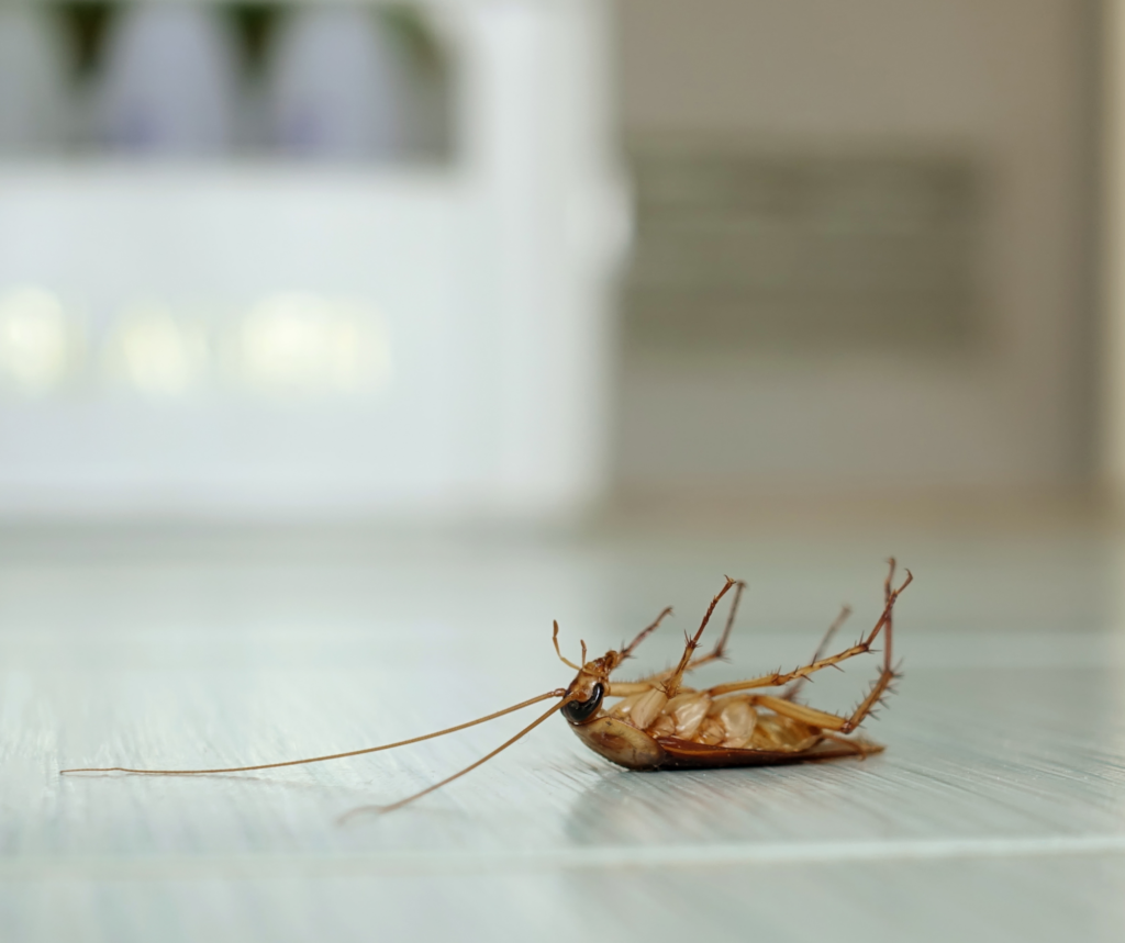 Keeping Your Home Roach-Free: Practical Tips for Effective Roach Prevention