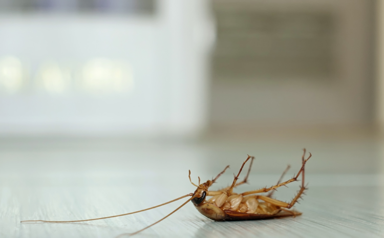  Keeping Your Home Roach-Free: Practical Tips for Effective Roach Prevention