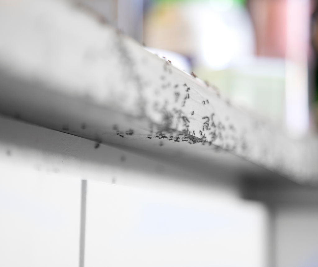 Ants in Commercial Spaces and the Importance of Pest Control 