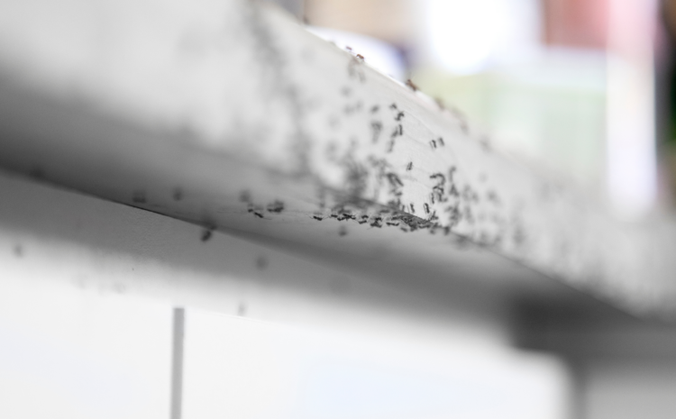  Ants in Commercial Spaces and the Importance of Pest Control 