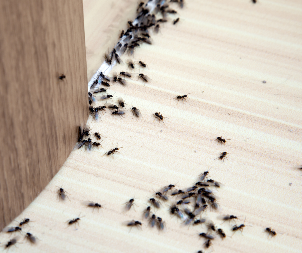 Tiny Invaders: Ants in Residential Areas and How Pest Control