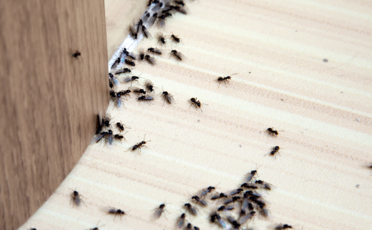  Tiny Invaders: Ants in Residential Areas and How Pest Control Companies Can Save the Day