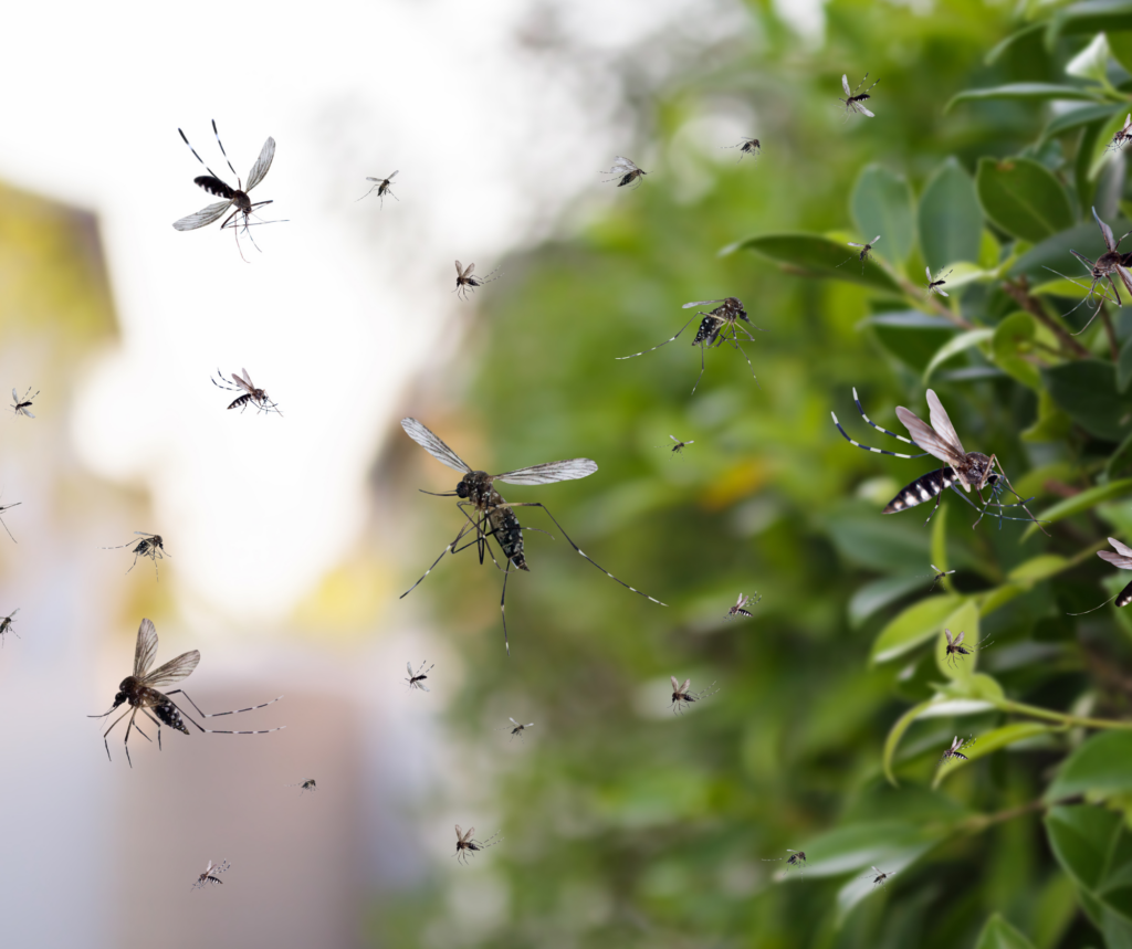 Battling the Buzz: Mosquito Control in Residential Areas