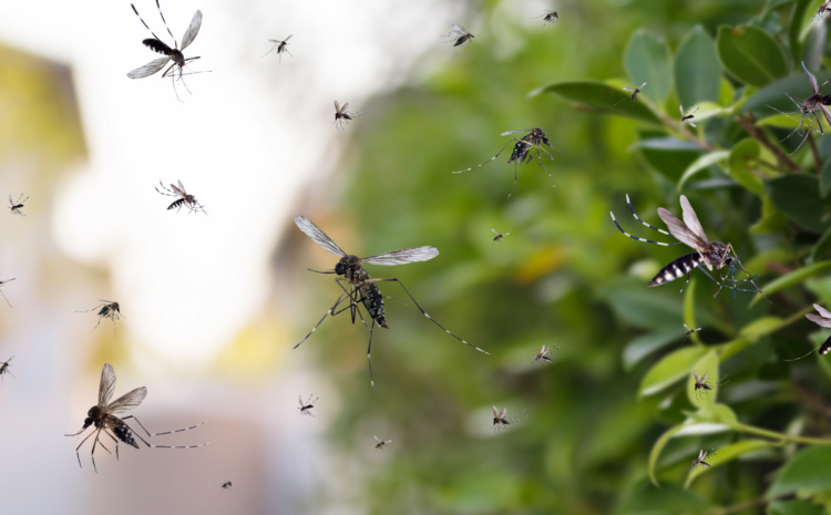  Battling the Buzz: Mosquito Control in Residential Areas