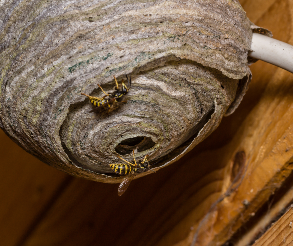 The Buzz About Wasps: Understanding the Pest and How to