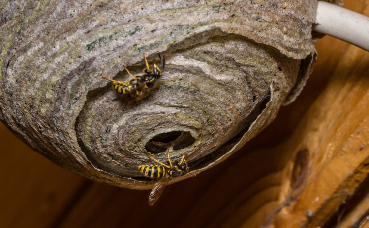 The Buzz About Wasps: Understanding the Pest and How to Control Them
