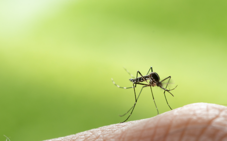 The Buzz about Mosquitoes in Commercial Spaces: How Pest Control Services Can Help