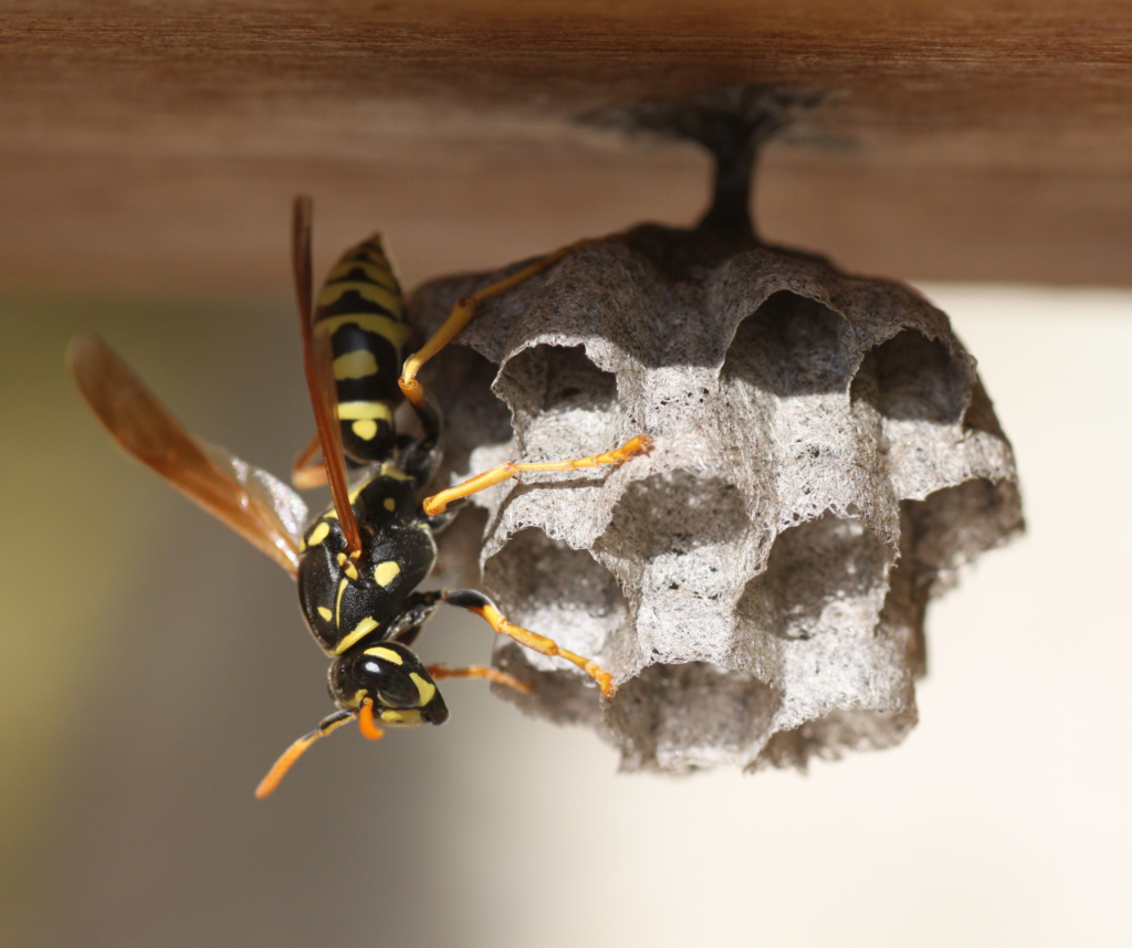 Managing Wasps in Residential Areas: A Guide to Pest Control