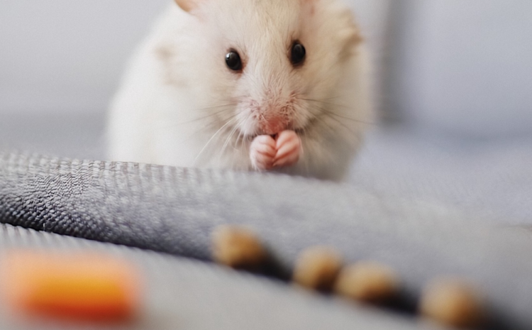 From Nuisance to Nightmare: The Full Guide to Mice Infestation in Homes