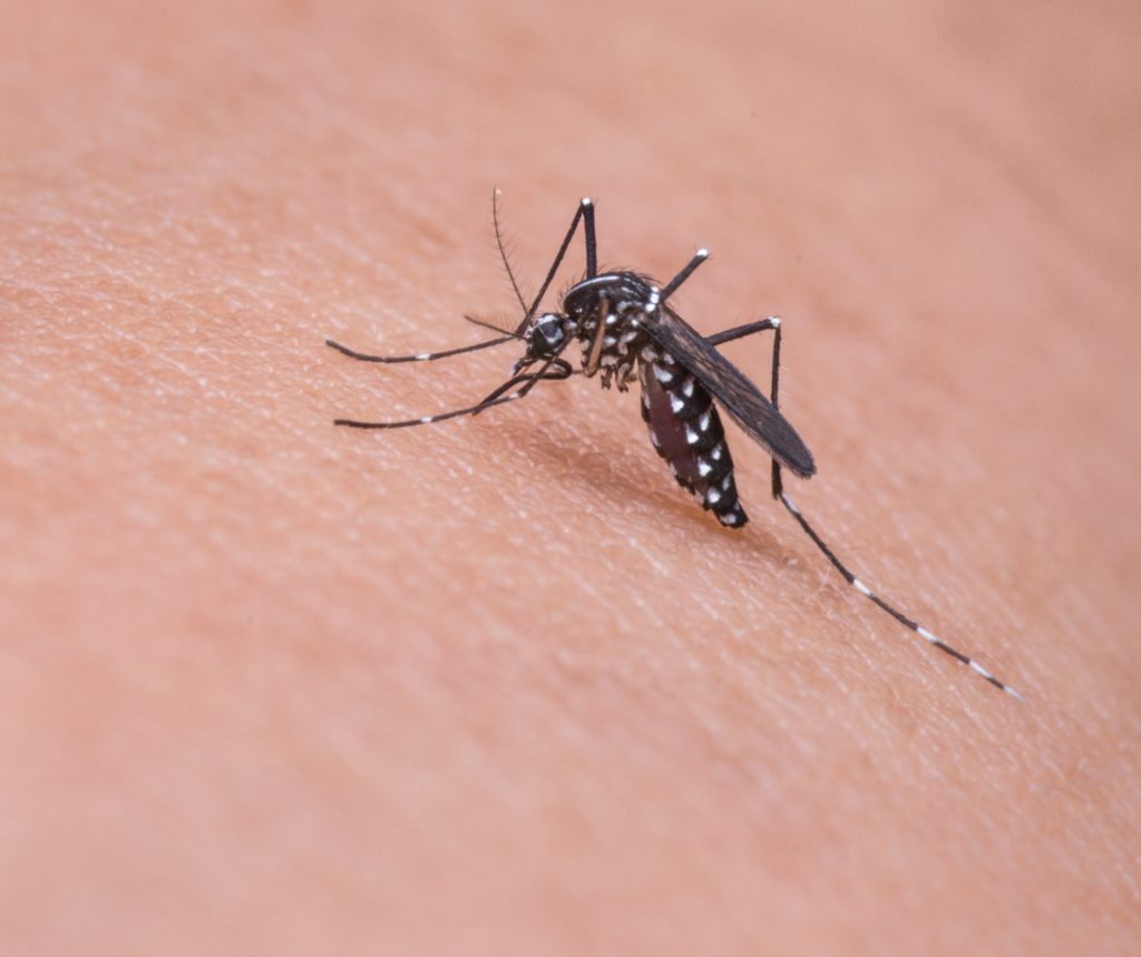 Why Mosquitoes Love You More Than Your Neighbor — And