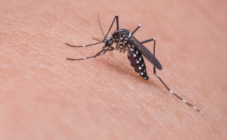  Why Mosquitoes Love You More Than Your Neighbor — And What You Can Do About It
