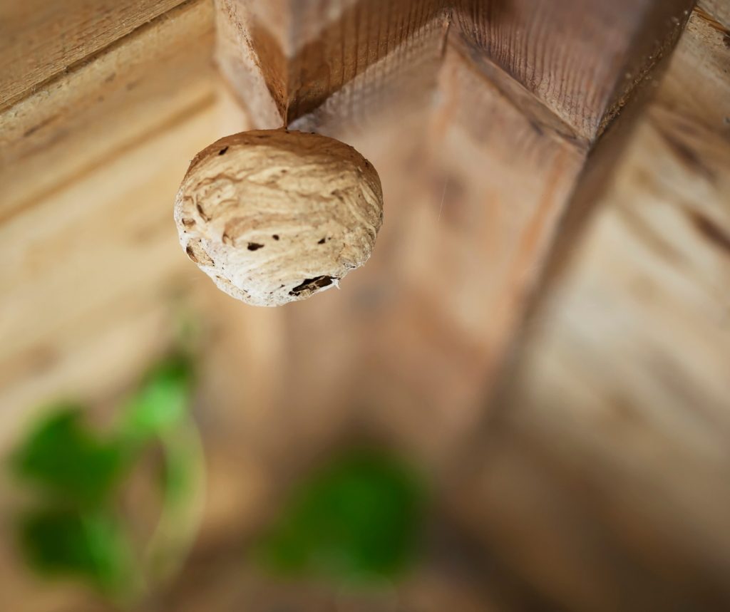 Wasps in Residential Areas: What Homeowners Need to Know