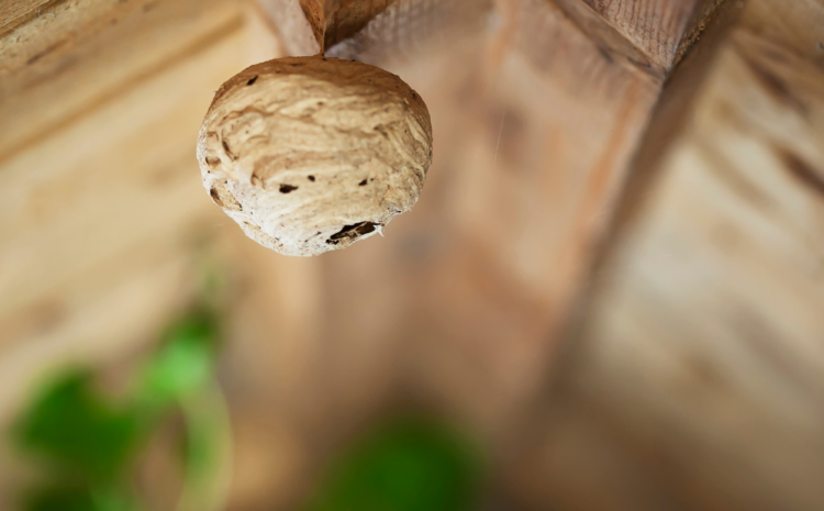 Wasps in Residential Areas: What Homeowners Need to Know