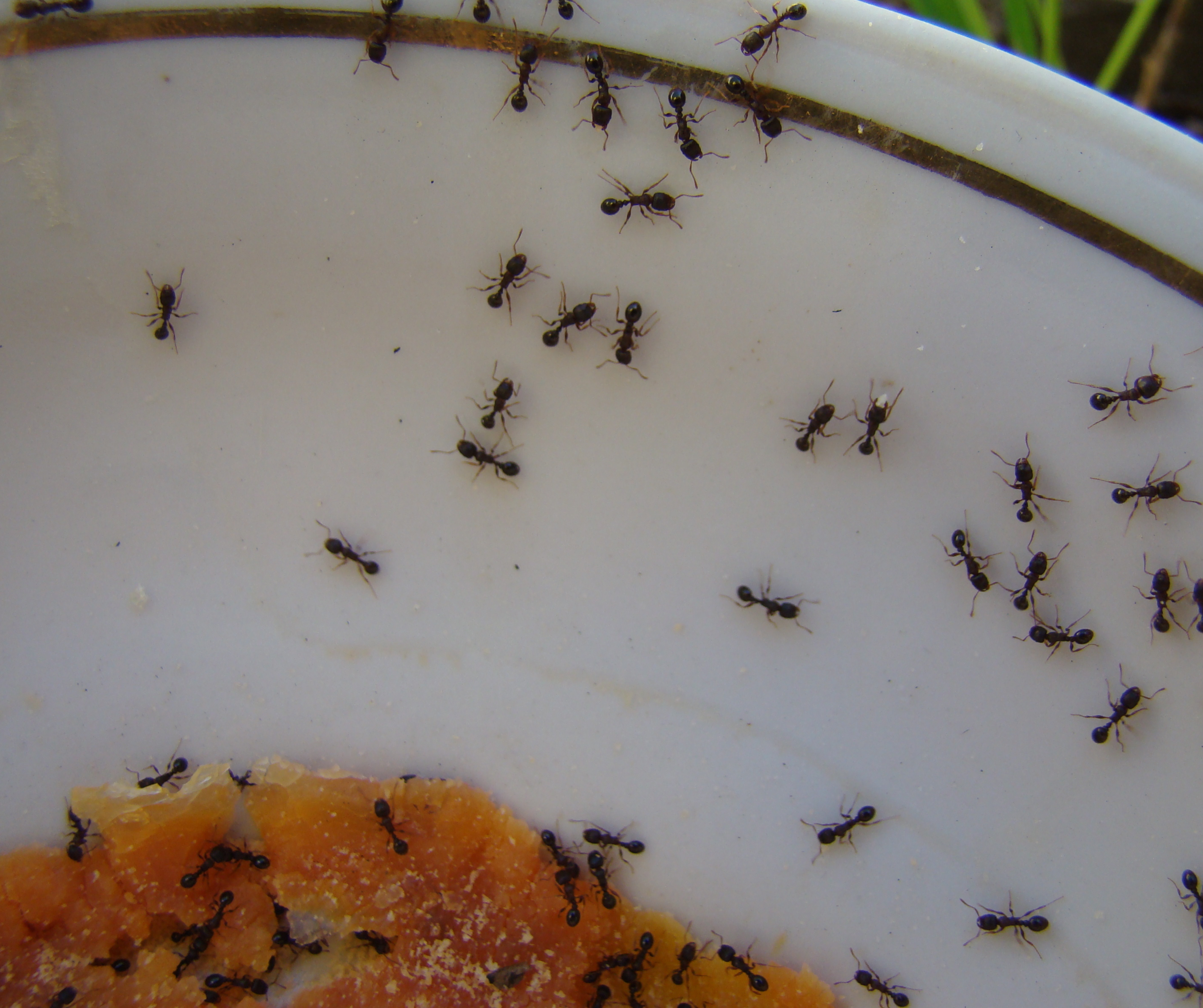  Ants in Commercial Spaces: Why Businesses Need a Smarter Pest Control Approach