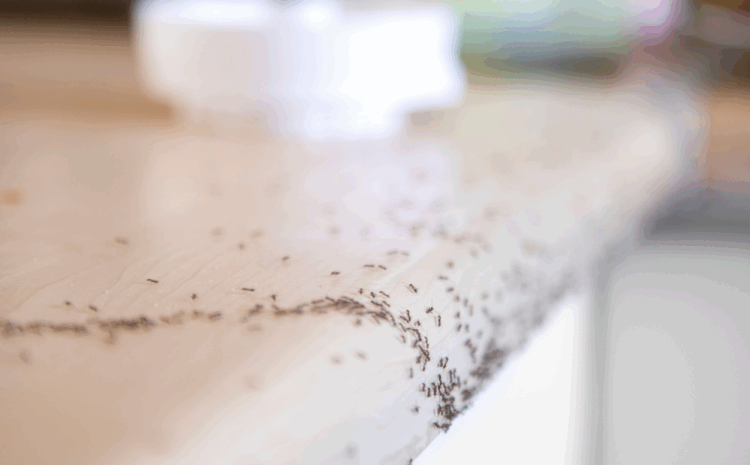  Ants in the Kitchen? Here’s How Pest Controls Can Send Them Marching!