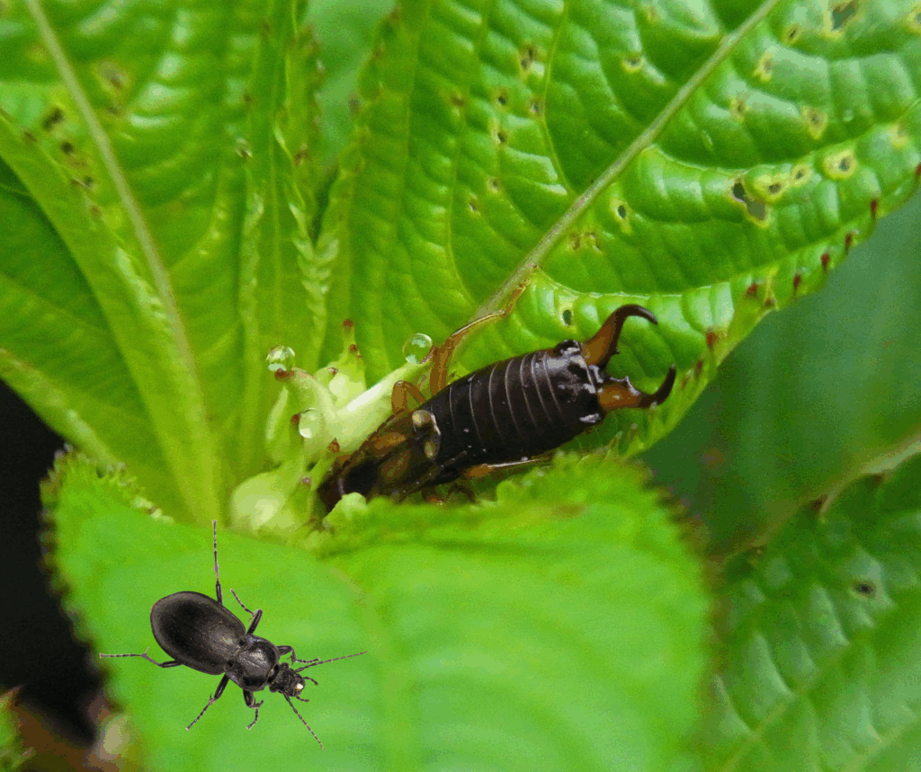 Earwigs & Ground Beetles: Common Pests in Maryland Homes and