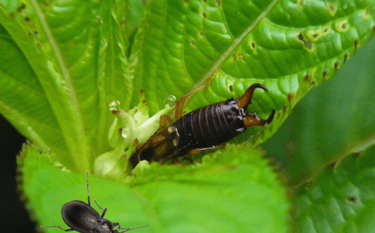  Earwigs & Ground Beetles: Common Pests in Maryland Homes and Gardens 