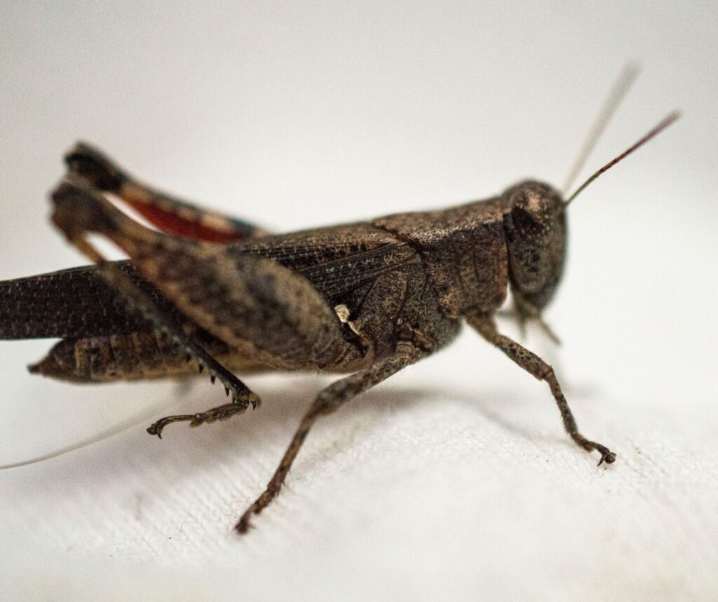 Beyond the Chirp: New Insights into Cricket Behavior & Smarter
