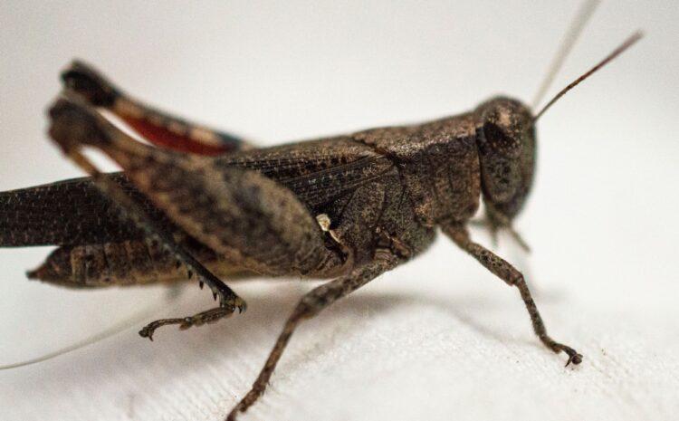  Beyond the Chirp: New Insights into Cricket Behavior & Smarter Management