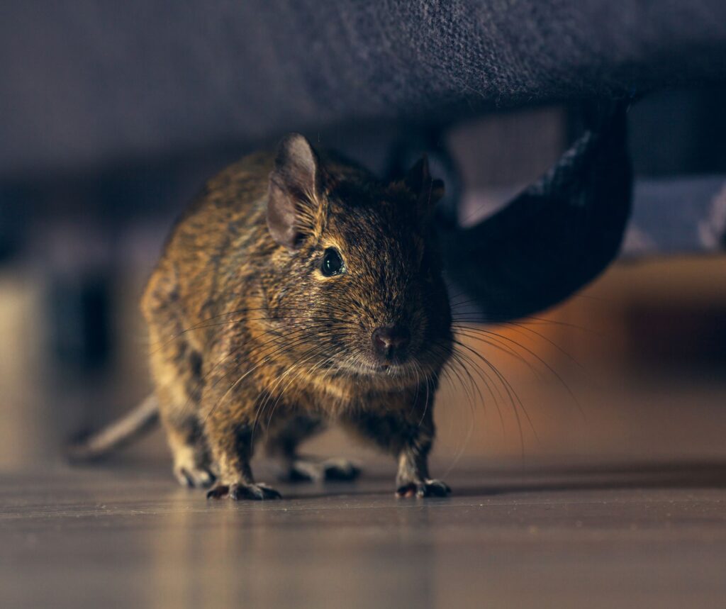 Rodents in Commercial Spaces: More Than Just a Nuisance