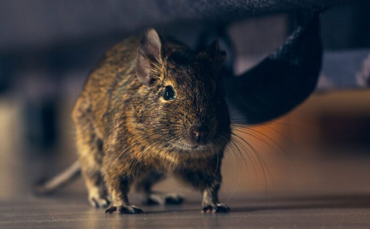 Rodents in Commercial Spaces: More Than Just a Nuisance